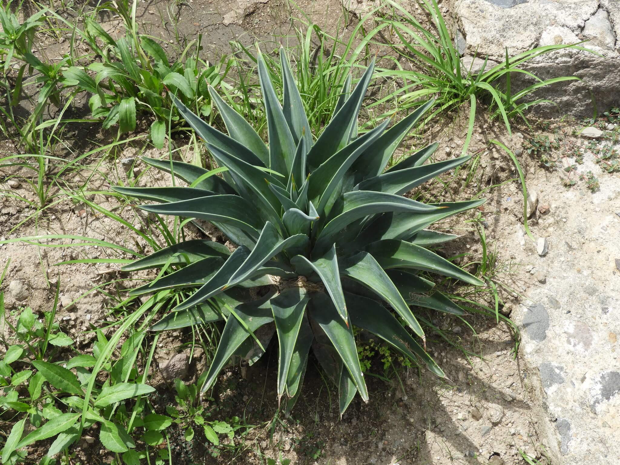 Agave desmettiana